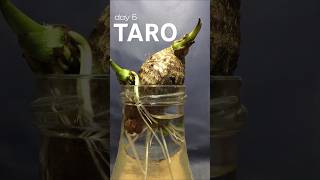 Download lagu taro in water for 31 days, time lapse mp3 Download lagu taro in water for 31 days, time lapse mp3
