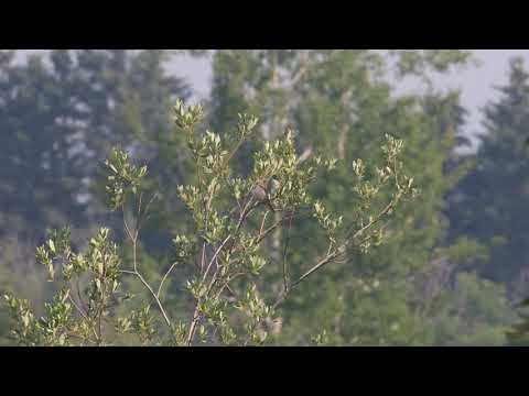 Strnádlik poľný (Spizella pusilla) — správanie, biotop a hlas