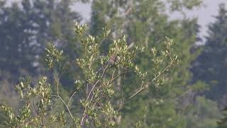 Field Sparrow