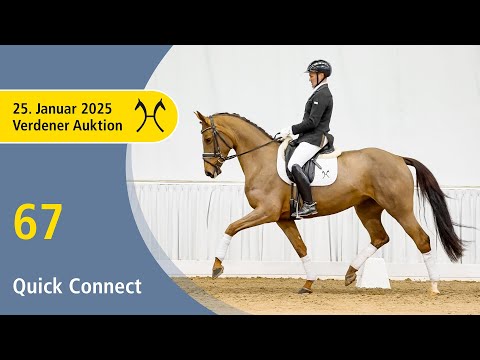 No. 67 Quick Connect by Quando Unico - Falsterbo | Verden Auction Online - Sporthorses - January, 25