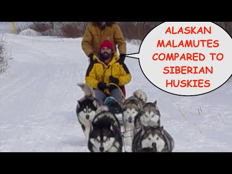Comparing Our Alaskan Malamutes to our Siberian Huskies as Sled Dogs and as Pets:  Episode #75