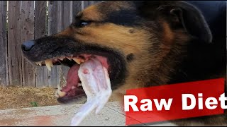 Download lagu CBD and Raw Diet for German Shepherd mix mp3 Download lagu CBD and Raw Diet for German Shepherd mix mp3
