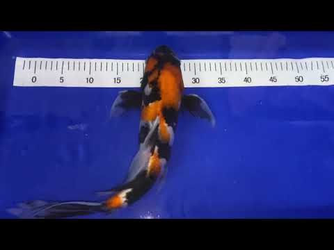 Butterfly Longfin Showa von Suda, 45-50cm , Nisai