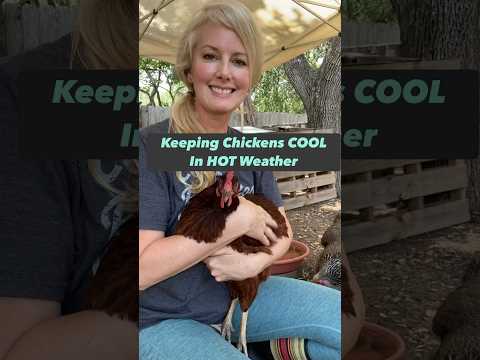 , title : 'How to keep CHICKENS COOL in HOT weather'