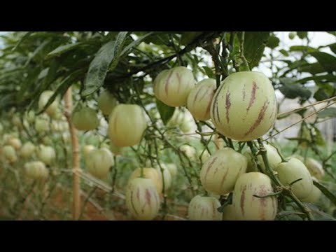WOW! Amazing New Agriculture Technology - Pepino