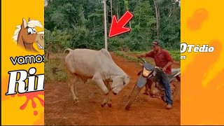 Tente não rir #20 memes e vídeos engraçados