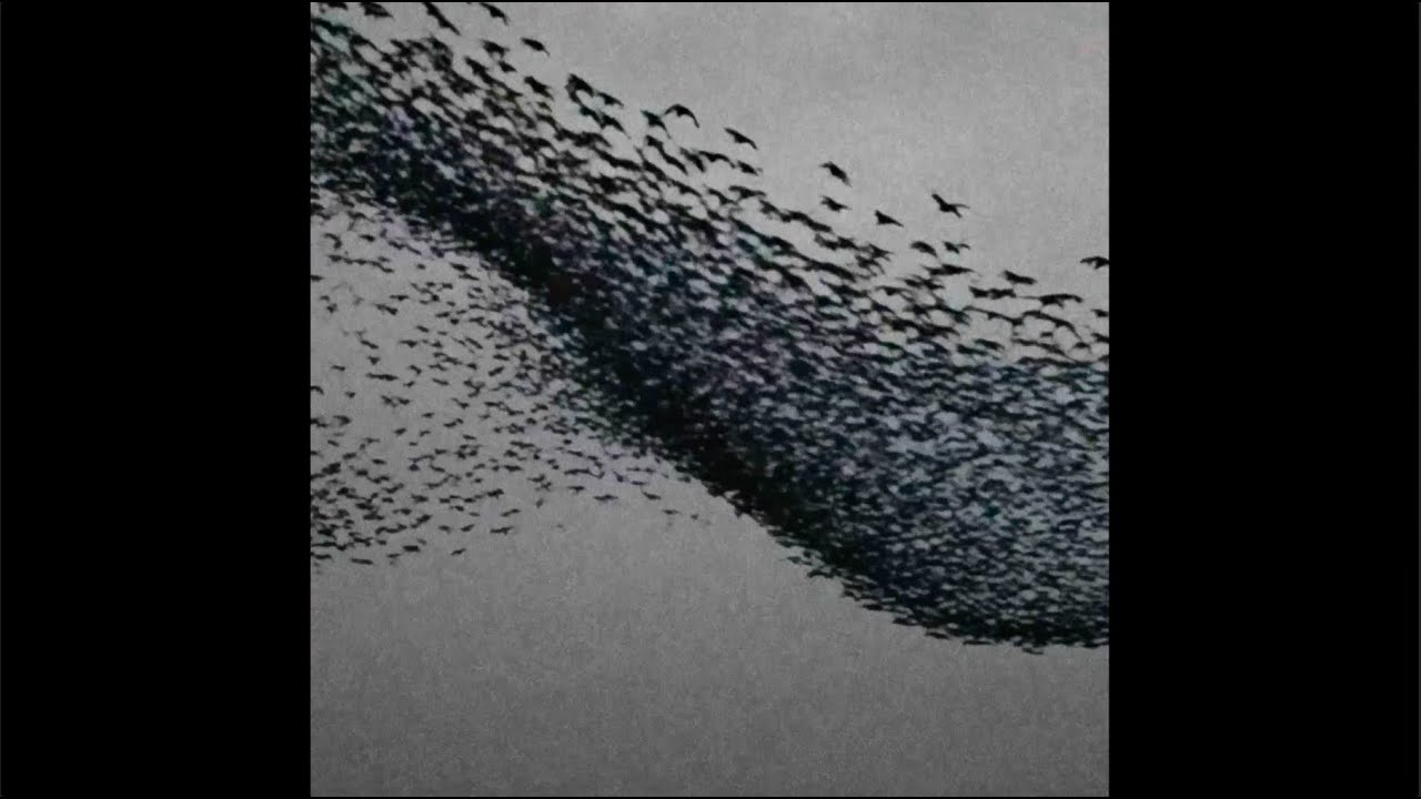 Sonic Self-Control I – Video Thumbnail