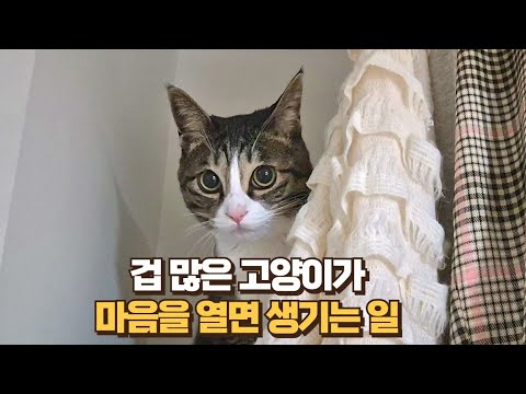 나만 보면 기겁하는 고양이와 친해질 수 있을까? 상상도 못한 일이 일어났습니다