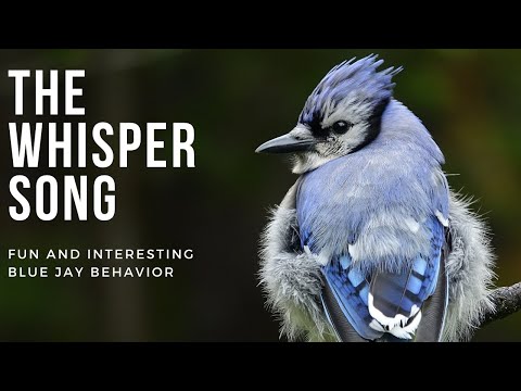 Fascinating Look at the Blue Jays' Whisper Song and Possible Tendency of Males to Cheat!