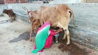 preview picture of video 'Full milking video recorded of Golden Rathi cow'