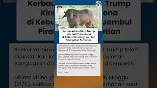 HEBOH Kerbau Pirang Mirip Trump Buat Pengunjung Kebun Binatang Takjub & Jadi Sasaran Foto