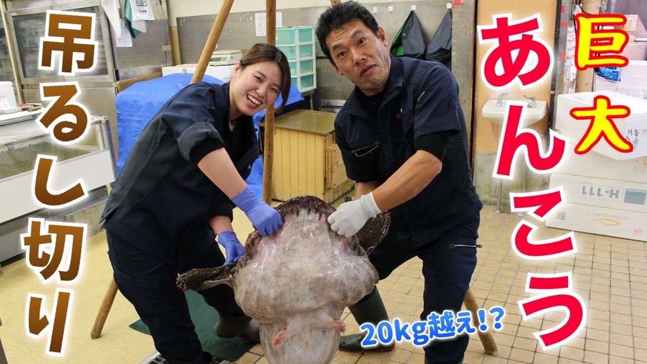 【20kgオーバー！】特大アンコウを捌いてみた　グロ注意