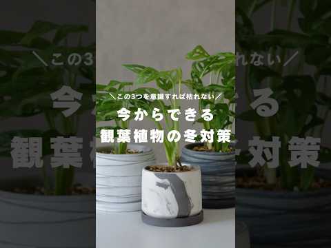植物を暖めるのに適した冬のベールは何ですか?リーダーに従う ！  庭園