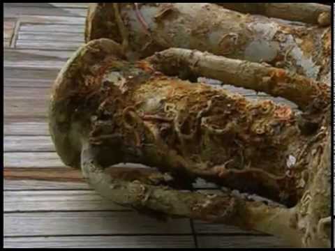 (21) Ushuaia Nature - Les tresors cachés (Cevennes)