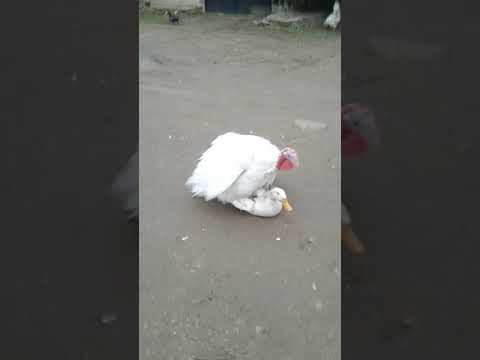 Спаривание куриц