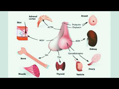 Reboot Your Brain in 30 Seconds - (Discovered by Dr Alan Mandell, DC).mp4 HD