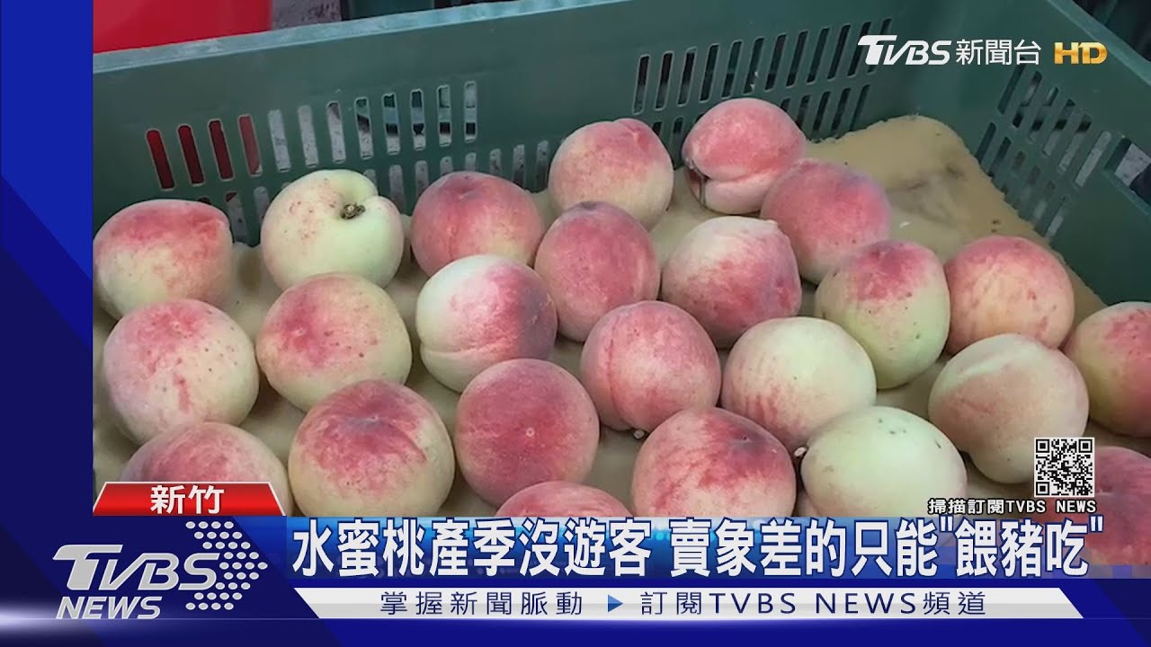 尖石滯銷水蜜桃「餵豬吃」？　鄉長：僅給賣相差的、想辦法行銷