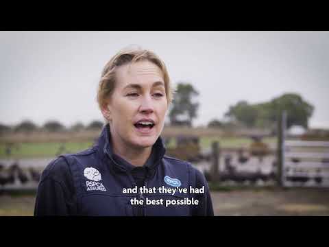What Does The RSPCA Do For Farm Animals?