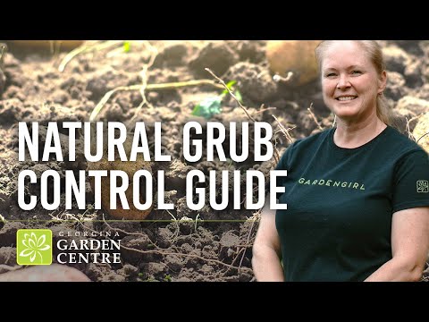 How to Apply Beneficial Nematodes to Your Lawn | Natural Grub Control