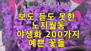 2024년 3.4) 처음보는 노지월동 야생화와 예쁜 꽃들