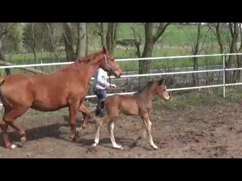 Hengstfohlen von Scuderia