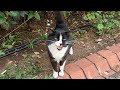 Tuxedo Cat Talks To Me With Its Cutest Meows