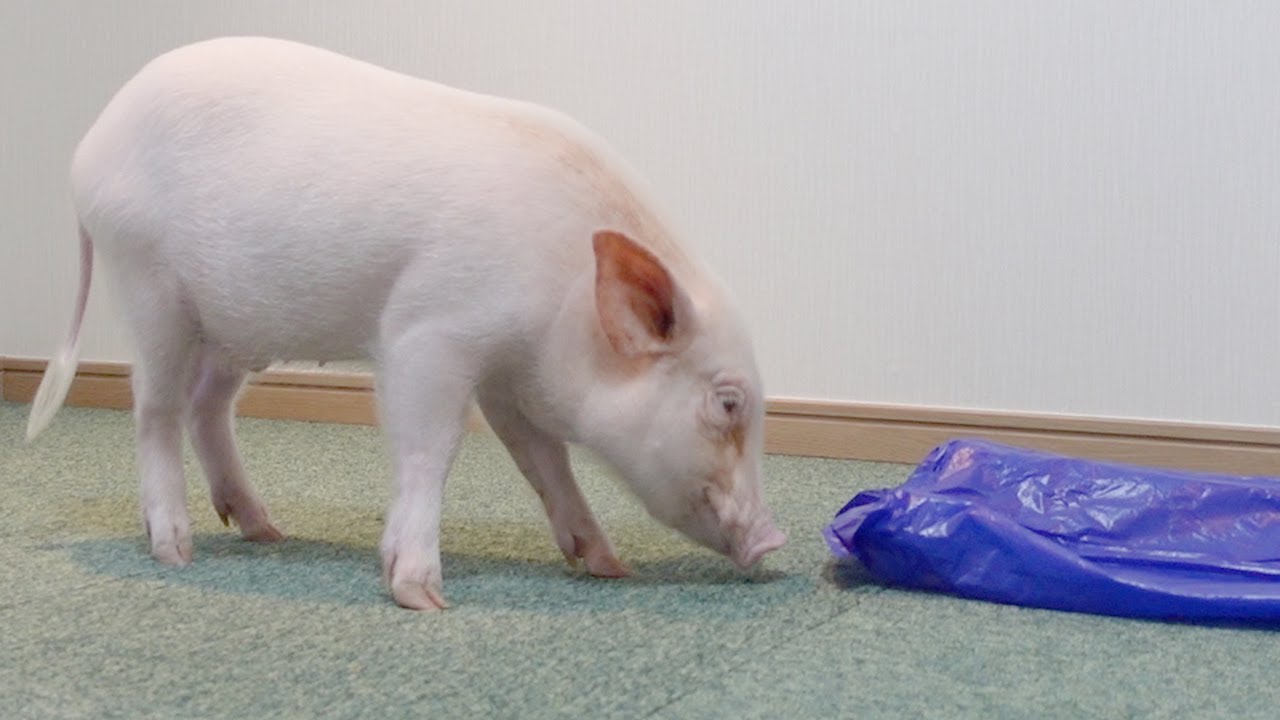 ビニール袋と戦うミニブタがこちらですｗ