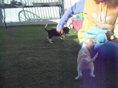 Major at 7 weeks of age