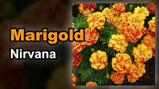 Nirvana — Marigold (Karaoke)