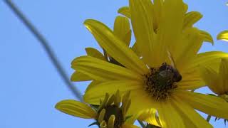 Nana Mouskouri, Die Welt ist voll Licht, German Lyrics below
