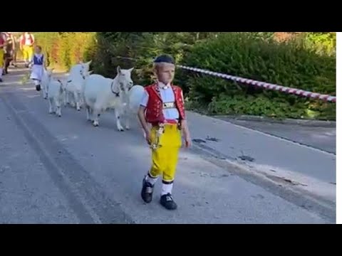 Die Familie Nef aus Dicken SG zieht mit ihrer Herde an die Viehschau St  Peterzell