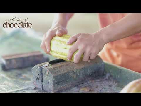 Cacao pod breaking and fermenting