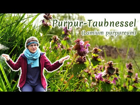 Purpur-Taubnessel (Lamium purpureum) - Artenporträt: Merkmale | Ökologie | Wissenswertes