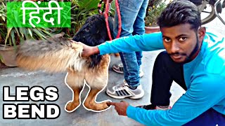 Solve Dog Legs Bend Problem 100% with Proof { dog training in hindi }