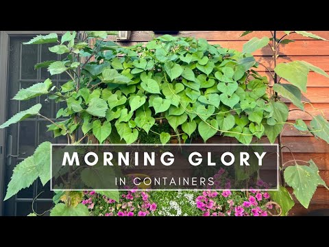 Growing Morning Glory in Pots | Learning from Last Year’s Mistakes
