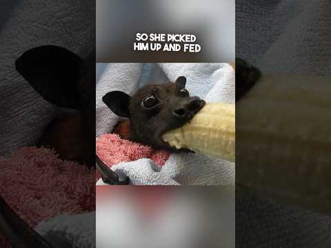 This bat eating a banana is too adorable ❤️