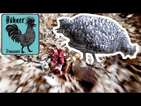 ☠️Todbringende Kokzidiose bei meinen Jung-Hühnern - Handlungsoptionen & Informationen, Symptome 🐔