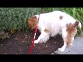 King Charles Spaniel - Petey : English Toy Spaniel On a walk -- gets away on leash, wants his Mom