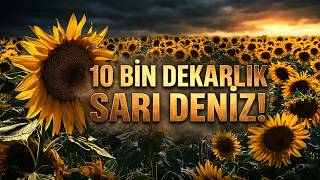 Bilecik Sarıya Büründü, Ayçiçeği Tarlaları Görenleri Hayran Bırakıyor