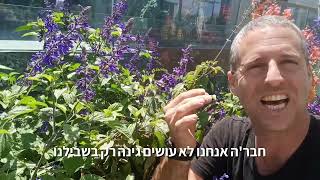 מרווה אינדיגו רב שנתי חזק שפורח בגלים לאורך השנה