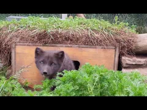 Super Cute Arctic Fox Cubs