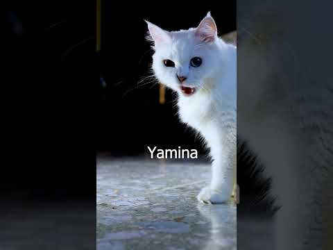 Yamina, Yasmine, Yasmina, yamina, Yamina, Yaminaa, Yaminaah, Yamena, Yamena, Yameena, Yameenah,