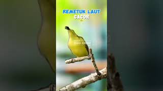 Download lagu Remetuk laut gacor suara pikat #remetuklaut #sulingan #sulinganlaut mp3 Download lagu Remetuk laut gacor suara pikat #remetuklaut #sulingan #sulinganlaut mp3