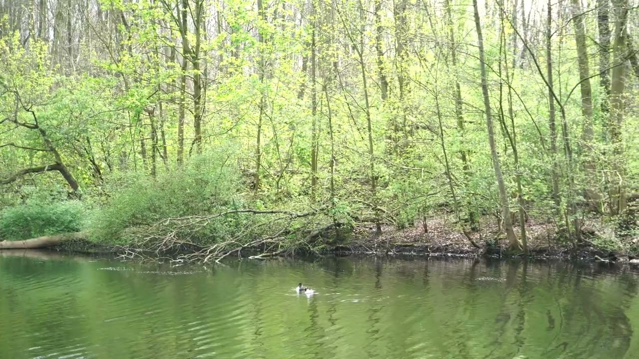 Amsterdam Forest (Amsterdamse Bos)