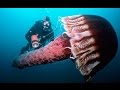 Ядовитая медуза в черном море 
