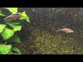 Cyprichromis leptosoma Cyprichromis leptosoma