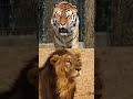 shaved tiger = shaved lion