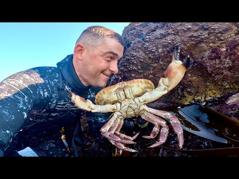 Coastal Foraging for Lobsters and Crabs with SOO MANY PREGNANT LOBSTERS!!! | The Fish Locker