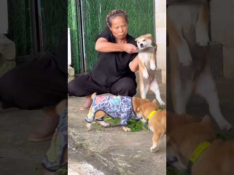 Palak & Dog's Funniest Bath Time Ever! #shorts#trending#viral#funny #god # #love