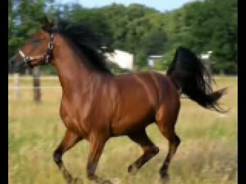 LOS CADETES DE LINARES - ¿Donde Estará mi Caballo?